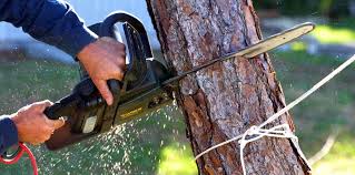Trusted North Lakeville, MA Tree Care Experts
