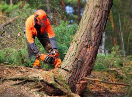 Best Commercial Tree Services  in North Lakeville, MA