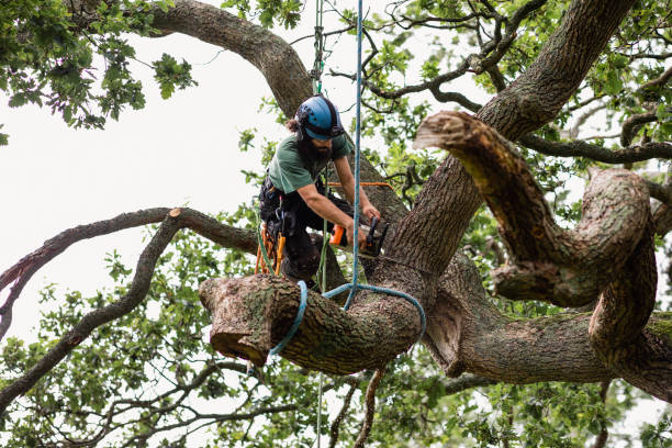 Best Hazardous Tree Removal  in North Lakeville, MA