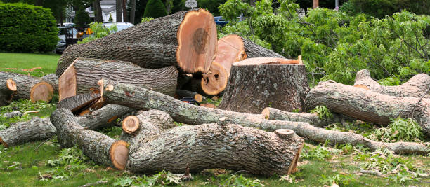 Best Tree and Shrub Care  in North Lakeville, MA