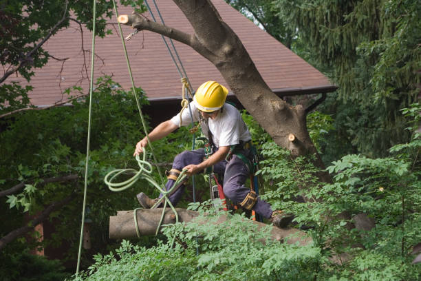 Best Aeration Services  in North Lakeville, MA