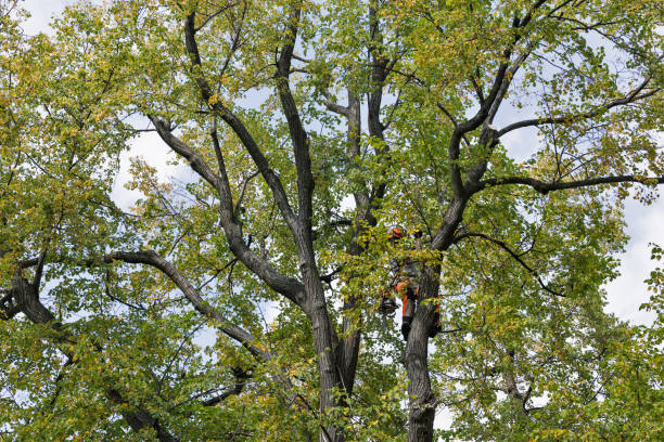 Best Emergency Tree Removal  in North Lakeville, MA